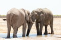 Two young bull elephants bonding head to head at a waterhole Royalty Free Stock Photo