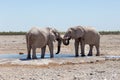 Two young bull elephants bonding trunk to trunk at a waterhole during a sunny morning Royalty Free Stock Photo