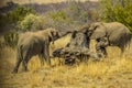 Two young bull elephants tussle in Kruger national park Royalty Free Stock Photo