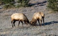 Young bull elk during rut