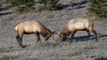 Young bull elk during rut