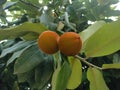 Young butter fruit with orange color