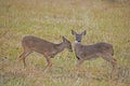 Two young Button Bucks playing together. Royalty Free Stock Photo