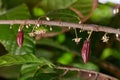 Two young cacao pods Royalty Free Stock Photo