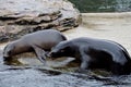 Young California sea lions playing around Royalty Free Stock Photo