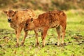 Two  young calves playing on the grass Royalty Free Stock Photo