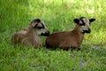 Two young Cameroonian sheep. Royalty Free Stock Photo