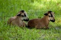 Two young Cameroonian sheep. Royalty Free Stock Photo