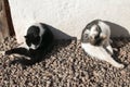 Two young cats clean their fur