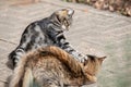 Two young cats fighting and playing