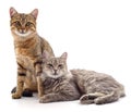 Two young cats Royalty Free Stock Photo