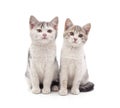 Two young cats Royalty Free Stock Photo