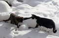 Two young cats playing in the snow in winter Royalty Free Stock Photo