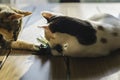 Two young cats playing on a table with a toy with feathers Royalty Free Stock Photo