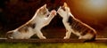 Two young cats playing on a wooden board against the light, even Royalty Free Stock Photo