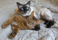 Two young cats are resting in bed, Thai Shorthair seal point Bobtail and red fluffy Somali breed Royalty Free Stock Photo