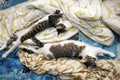 Two young cats are sleeping on the sofa Royalty Free Stock Photo