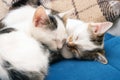 Two young cats sleeping sweetly on the couch Royalty Free Stock Photo