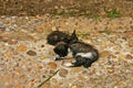 Two young cats sleeping on a walkway at the Andalusian Gardens a