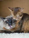 Two young cats , Thai Shorthair seal point Bobtail and red fluffy Somali breed Royalty Free Stock Photo