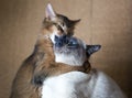 Two young cats , Thai Shorthair seal point Bobtail and red fluffy Somali breed Royalty Free Stock Photo