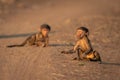 Two young chacma baboons play on track