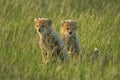 Two young cheetah cubs sit in grass Royalty Free Stock Photo