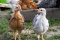 Two young chickens with colorful plumage Royalty Free Stock Photo