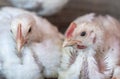 Two young chickens in farm Royalty Free Stock Photo