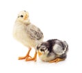 Two young chickens Royalty Free Stock Photo