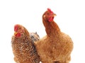 Two young chickens Royalty Free Stock Photo
