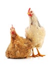 Two young chickens Royalty Free Stock Photo
