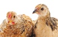 Two young chickens Royalty Free Stock Photo