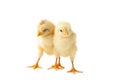 Two young chicks - chickens isolated on white Royalty Free Stock Photo