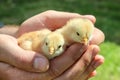 Two young chicks in hands of farmer.