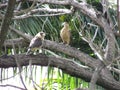 Two young Chimachima White-tailed Hawk