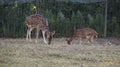 Two young Chital deer or Cheetal deer or Spotted deer or axis deer eating grass at the nature reserve or zoo park Royalty Free Stock Photo