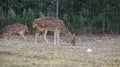 Two young Chital deer or Cheetal deer or Spotted deer or axis deer eating grass at the nature reserve or zoo park Royalty Free Stock Photo