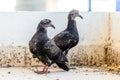 Two Young City Pigeons Live on the Balcony. Black Feral Doves Wait for their Mother at a Dirty Place where they were Born