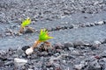 Two Young Coconut Palms on a Volcanic Hawaiian Coastline Royalty Free Stock Photo