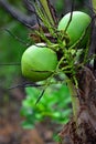 Two young coconuts Royalty Free Stock Photo