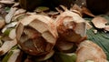 Two young coconuts which have peeled the outer skin Royalty Free Stock Photo