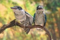 Two young collared kingfisher are sunbathing on dry wood branches before starting their daily activities.