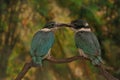 Two young collared kingfisher are sunbathing on dry wood branches before starting their daily activities.