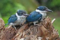 Two young collared kingfisher are sunbathing on dry wood branches before starting their daily activities.