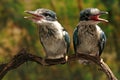 Two young collared kingfisher are sunbathing on dry wood branches before starting their daily activities.