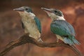 Two young collared kingfisher are sunbathing on dry wood branches before starting their daily activities.