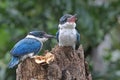 Two young collared kingfisher are sunbathing on dry wood branches before starting their daily activities.