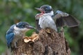 Two young collared kingfisher are sunbathing on rotten trees before starting their daily activities.