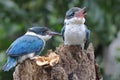 Two young collared kingfisher Todiramphus chloris are sunbathing on rotten trees before starting their daily activities.